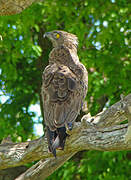 Brown Snake Eagle