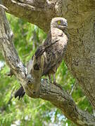 Brown Snake Eagle