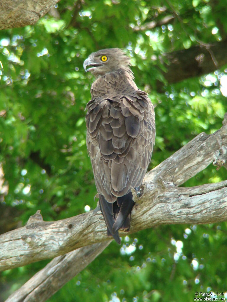 Brown Snake Eagle