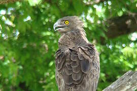 Brown Snake Eagle