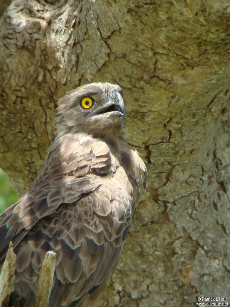 Brown Snake Eagle