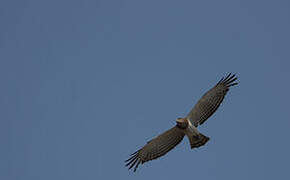 Beaudouin's Snake Eagle