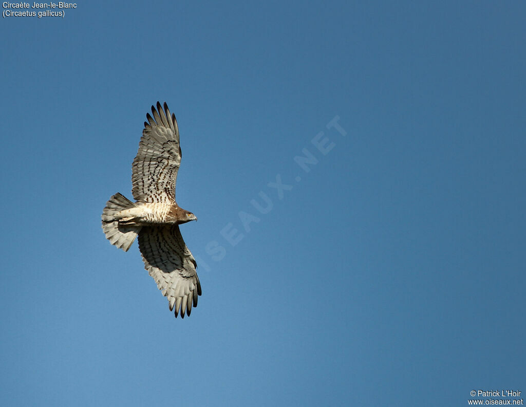 Short-toed Snake Eagleadult, Flight