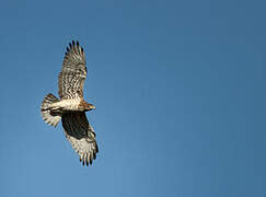 Short-toed Snake Eagle