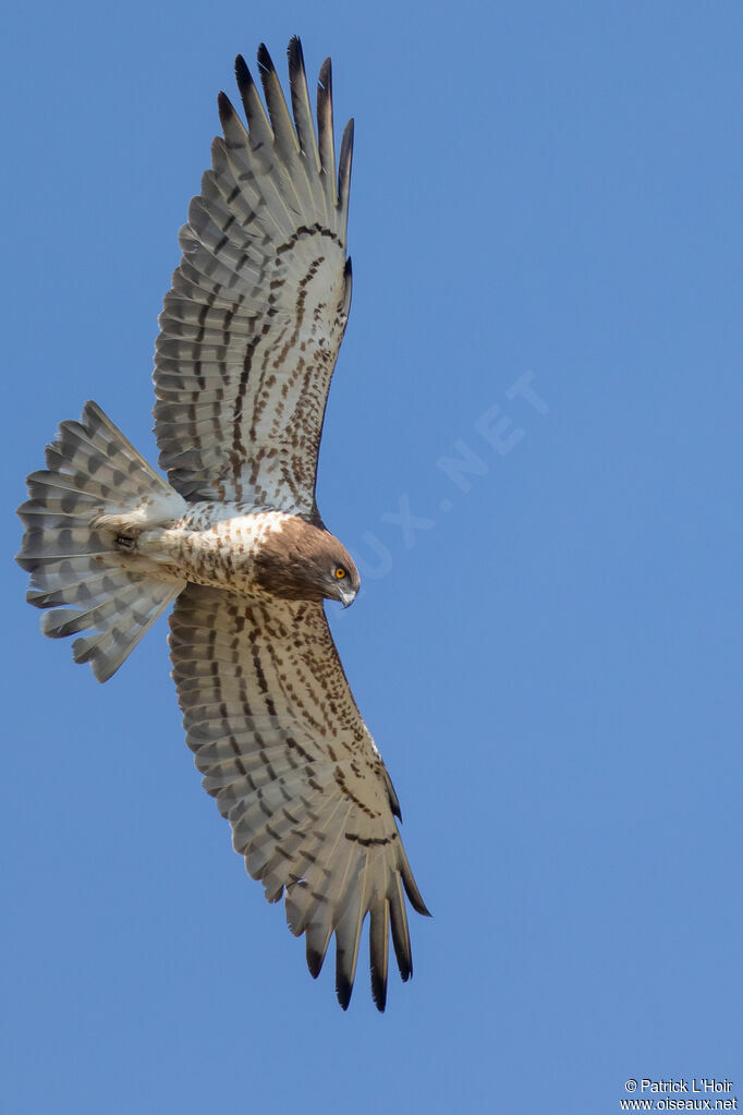 Short-toed Snake Eagleadult, Flight