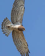 Short-toed Snake Eagle