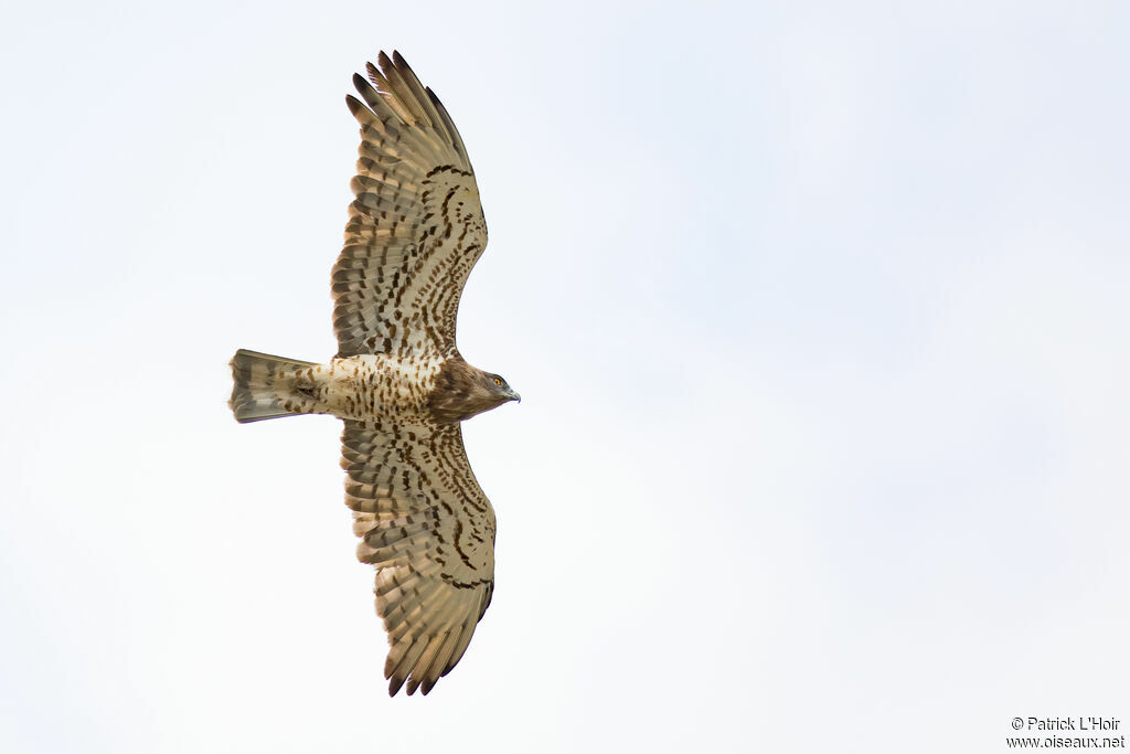 Short-toed Snake Eagle