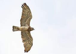 Short-toed Snake Eagle