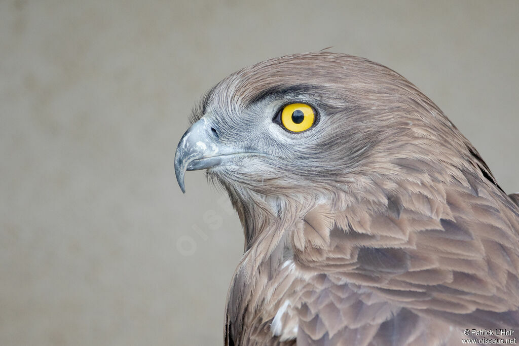 Short-toed Snake Eagle