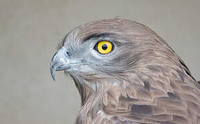 Short-toed Snake Eagle