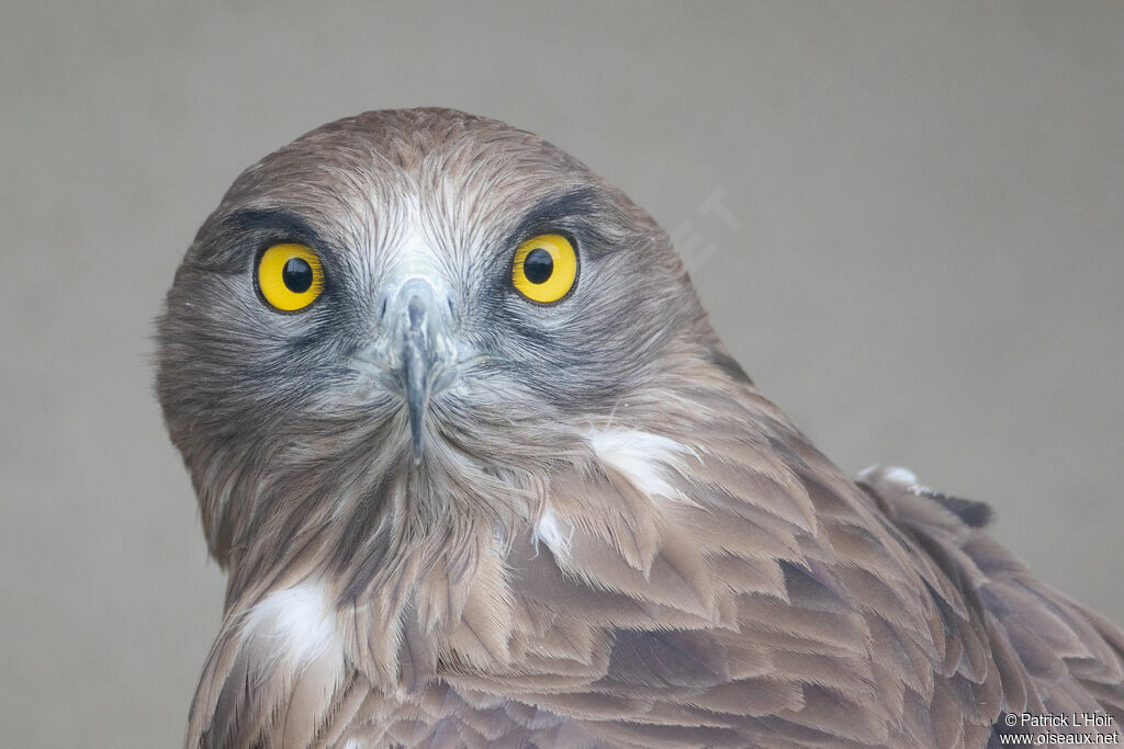 Short-toed Snake Eagle