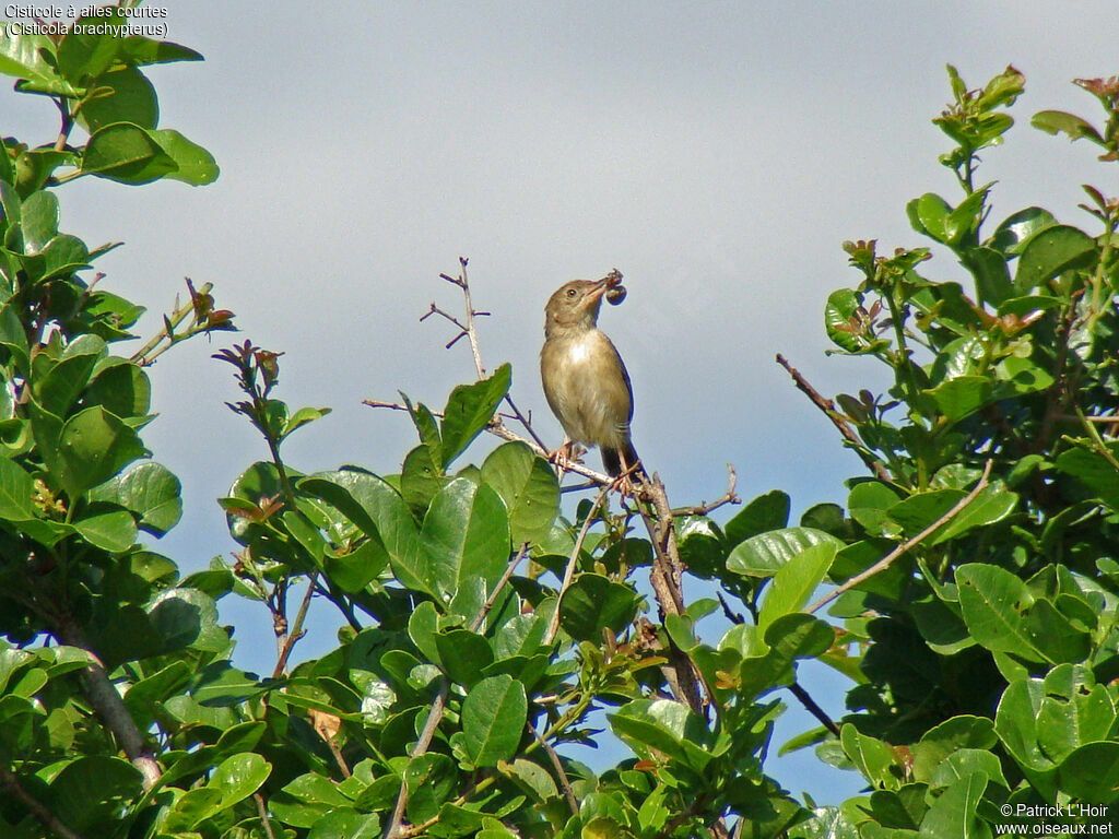 Short-winged Cisticola