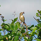 Cisticole à ailes courtes