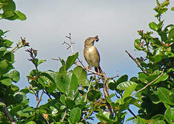 Short-winged Cisticola