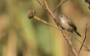 Short-winged Cisticola