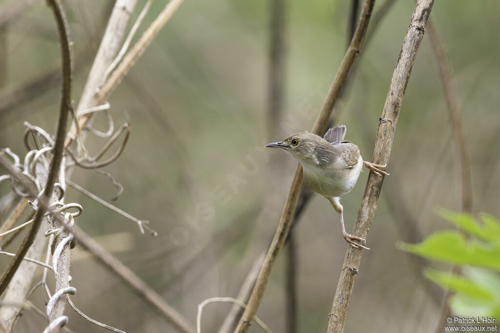 Short-winged Cisticola