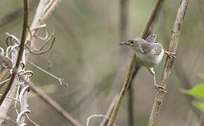 Short-winged Cisticola