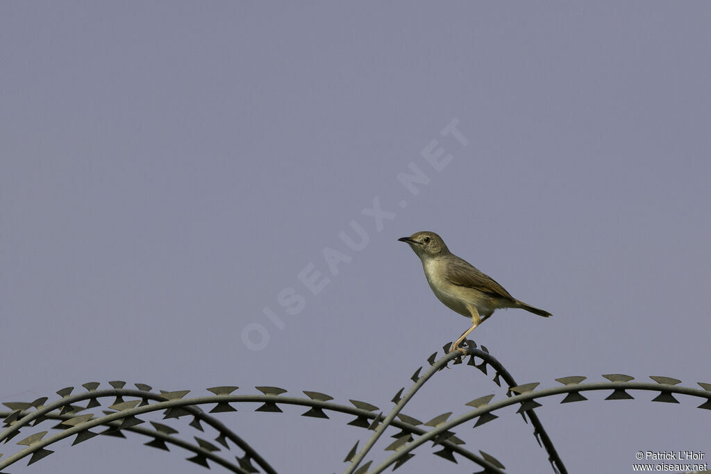 Short-winged Cisticola