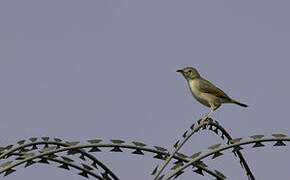 Short-winged Cisticola