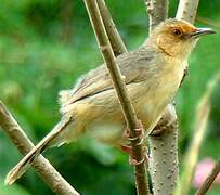 Red-faced Cisticola