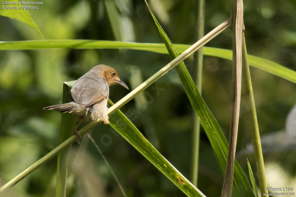 Red-faced Cisticolaadult post breeding