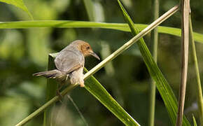 Red-faced Cisticola