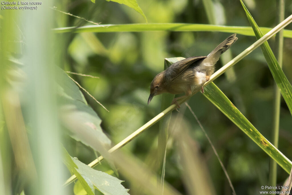 Red-faced Cisticola