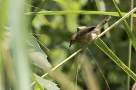 Red-faced Cisticola