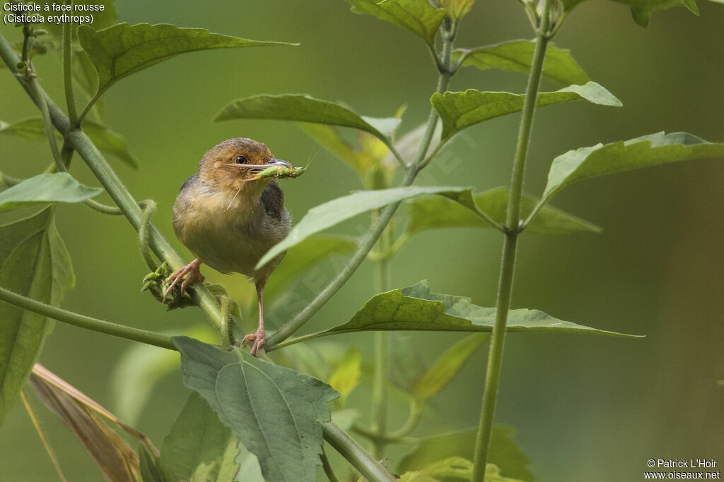 Red-faced Cisticolaadult