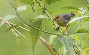 Red-faced Cisticola