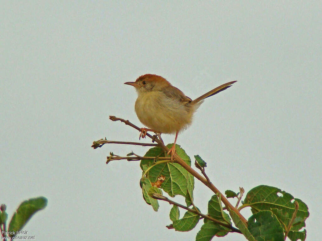 Long-tailed Cisticolaadult, Behaviour