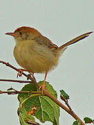 Long-tailed Cisticola