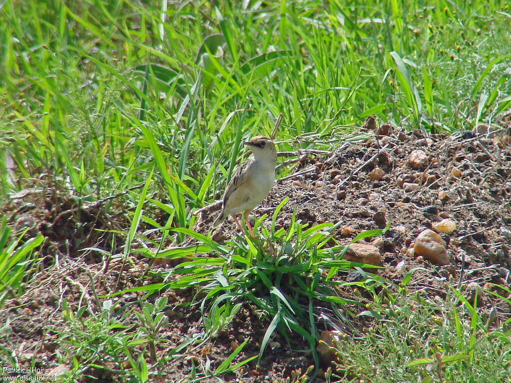 Pectoral-patch Cisticola male adult, habitat, pigmentation