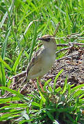 Pectoral-patch Cisticola