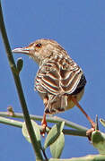 Ashy Cisticola