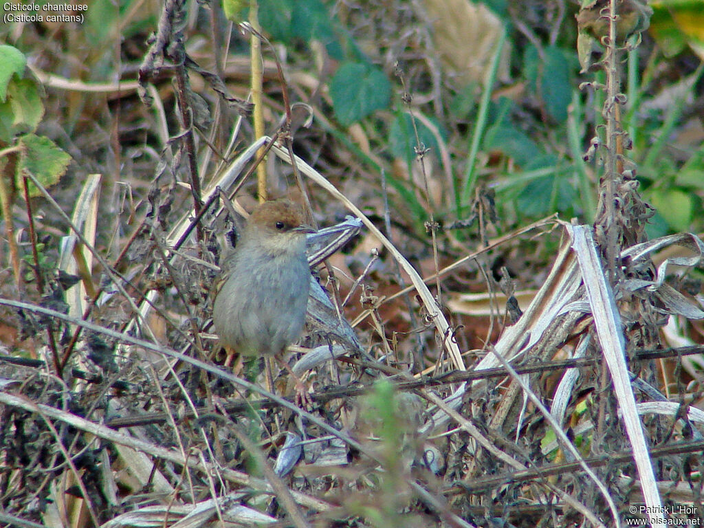 Singing Cisticola