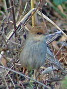 Singing Cisticola