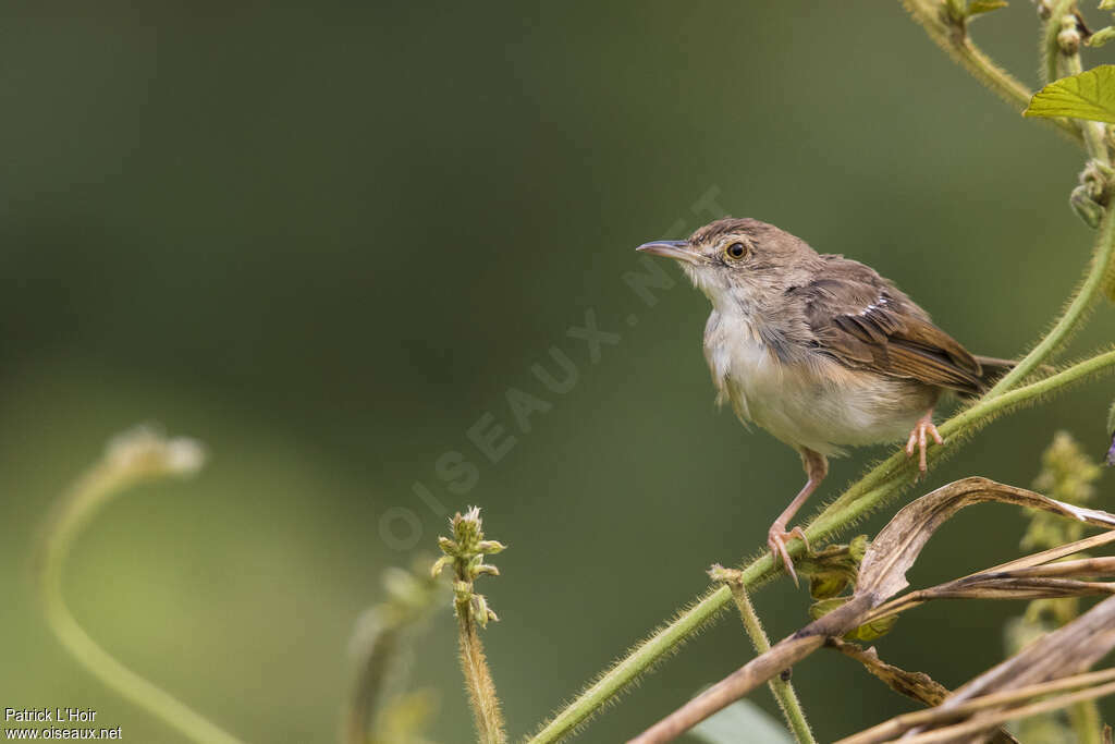 Singing Cisticolaadult