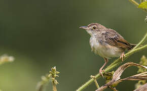 Singing Cisticola