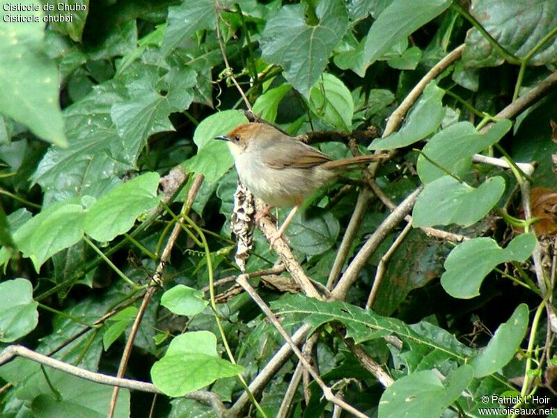 Chubb's Cisticolaadult, identification