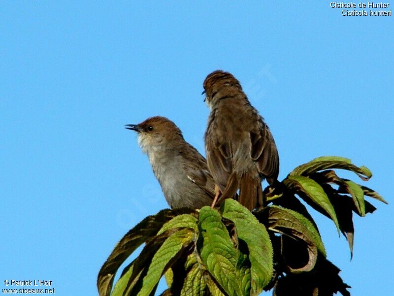 Cisticole de Hunteradulte, chant