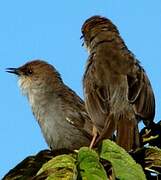 Hunter's Cisticola