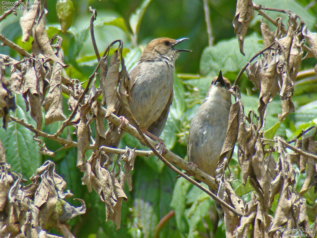 Hunter's Cisticolaadult, habitat, pigmentation, song