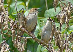 Hunter's Cisticola