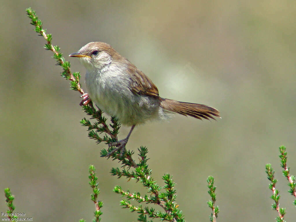 Hunter's Cisticolajuvenile, identification