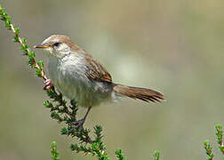 Hunter's Cisticola