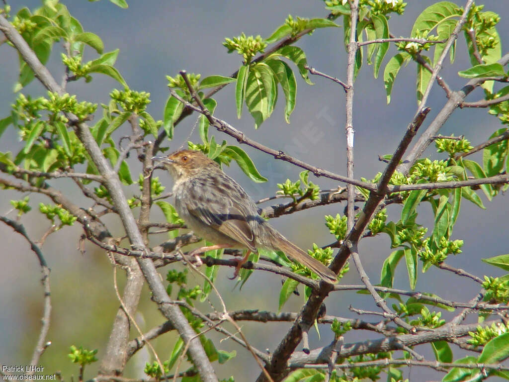 Lynes's Cisticola