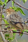 Lynes's Cisticola