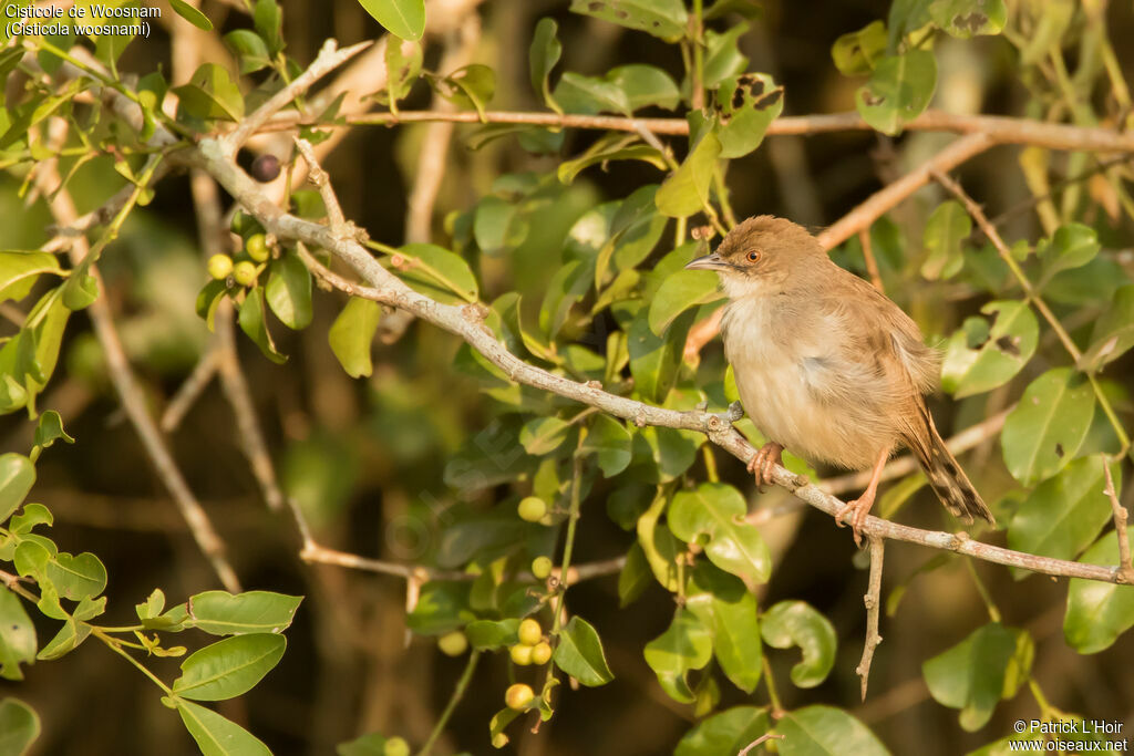 Trilling Cisticola