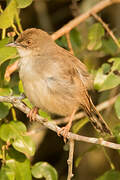 Trilling Cisticola